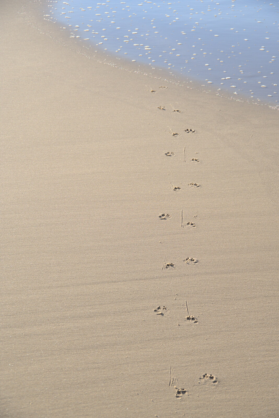 Dog paw prints in the sand from Camping in the Dunes, Waxham Sands, Norfolk - 9th July 2022