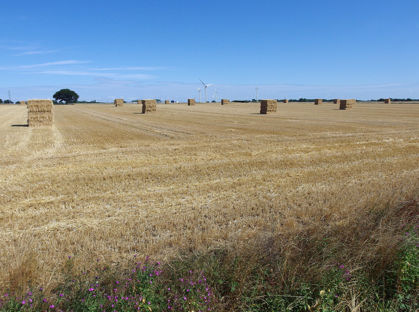 Suffolk wheat fields on the Yaxley Road from A Ride to Walsham Le Willows, Suffolk - 15th July 2022