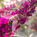 The Denton Beer Festival and a Party, Brockdish, Norfolk - 16th July 2022, There's a bee in the buddleia