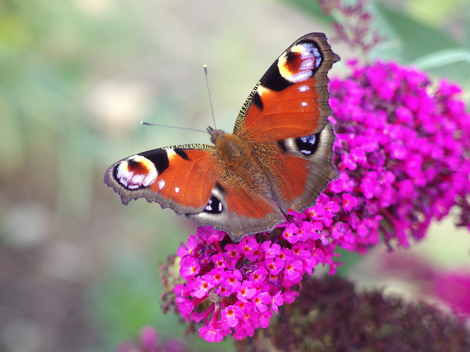 The Denton Beer Festival and a Party, Brockdish, Norfolk - 16th July 2022: Butterflies love buddleia