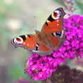 The Denton Beer Festival and a Party, Brockdish, Norfolk - 16th July 2022, Butterflies love buddleia
