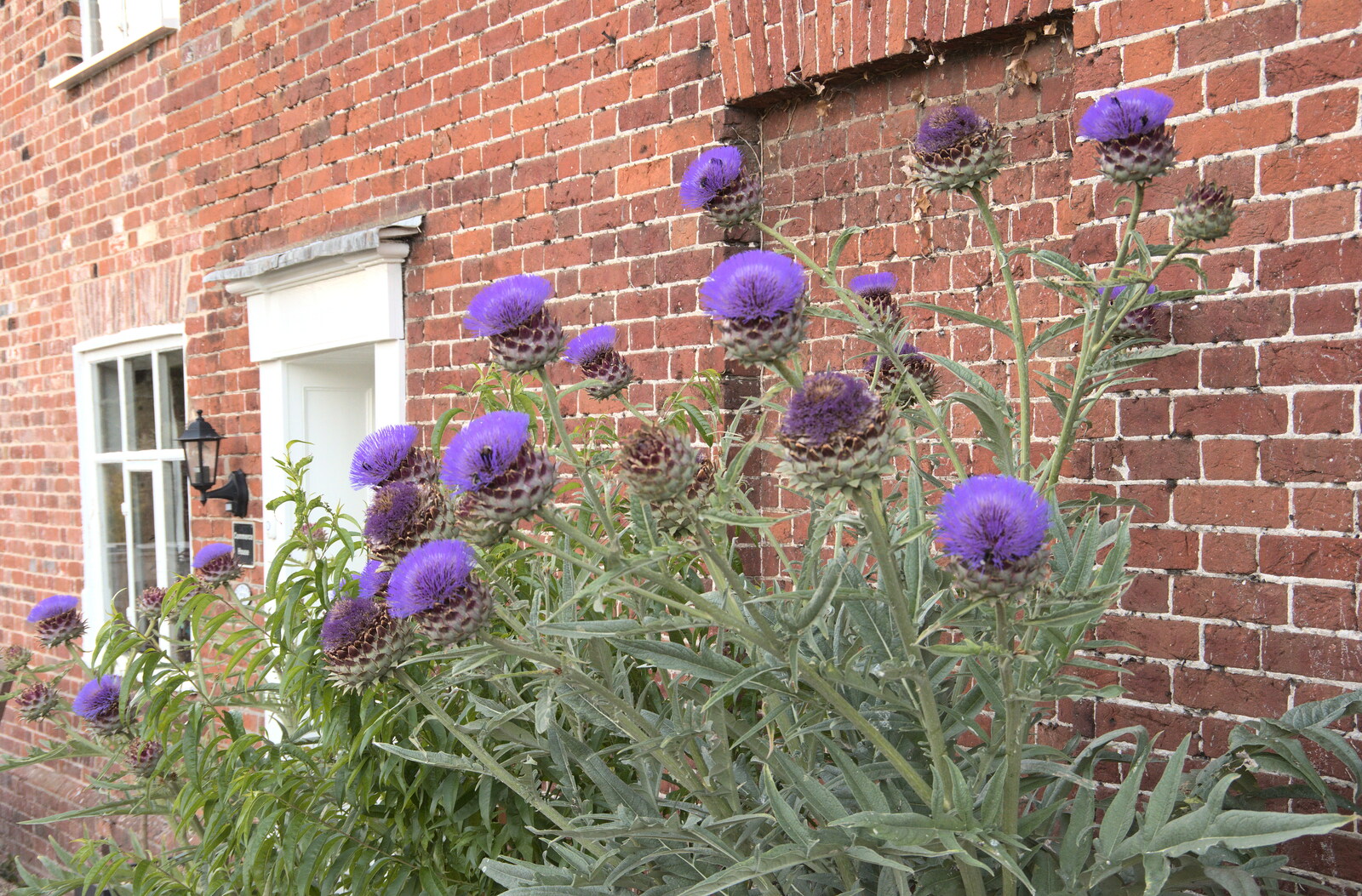 The Denton Beer Festival and a Party, Brockdish, Norfolk - 16th July 2022: Suey spots an amazing thistle in Brockdish