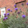 The Denton Beer Festival and a Party, Brockdish, Norfolk - 16th July 2022, Suey spots an amazing thistle in Brockdish