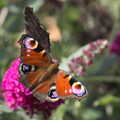 The Denton Beer Festival and a Party, Brockdish, Norfolk - 16th July 2022, Another butterfly in the buddleia
