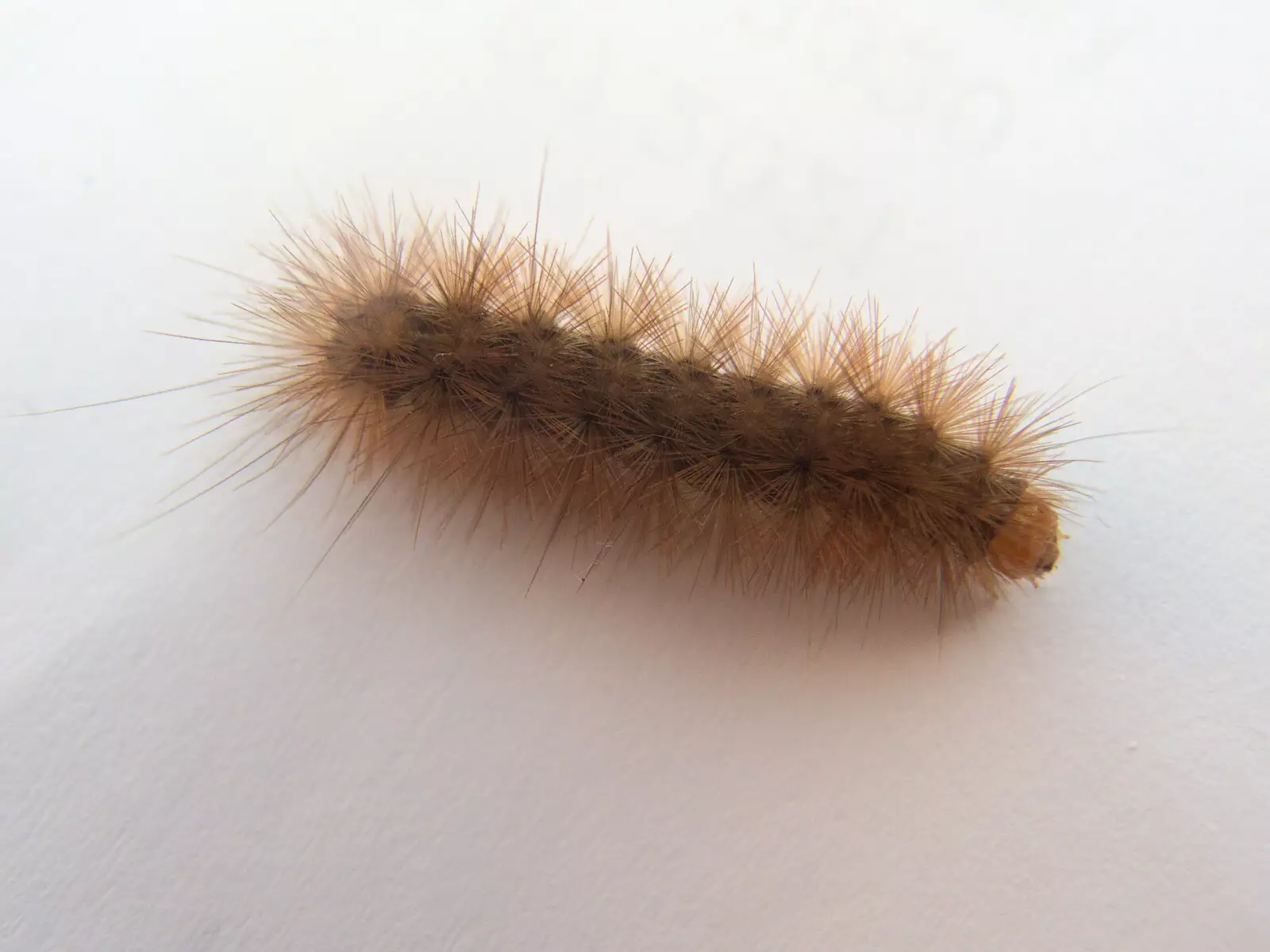 A particularly hairy caterpillar is spotted, from A July Miscellany, Diss, Eye and Norwich - 23rd July 2022