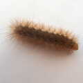 A July Miscellany, Diss, Eye and Norwich - 23rd July 2022, A particularly hairy caterpillar is spotted
