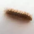 A particularly hairy caterpillar is spotted, A July Miscellany, Diss, Eye and Norwich - 23rd July 2022