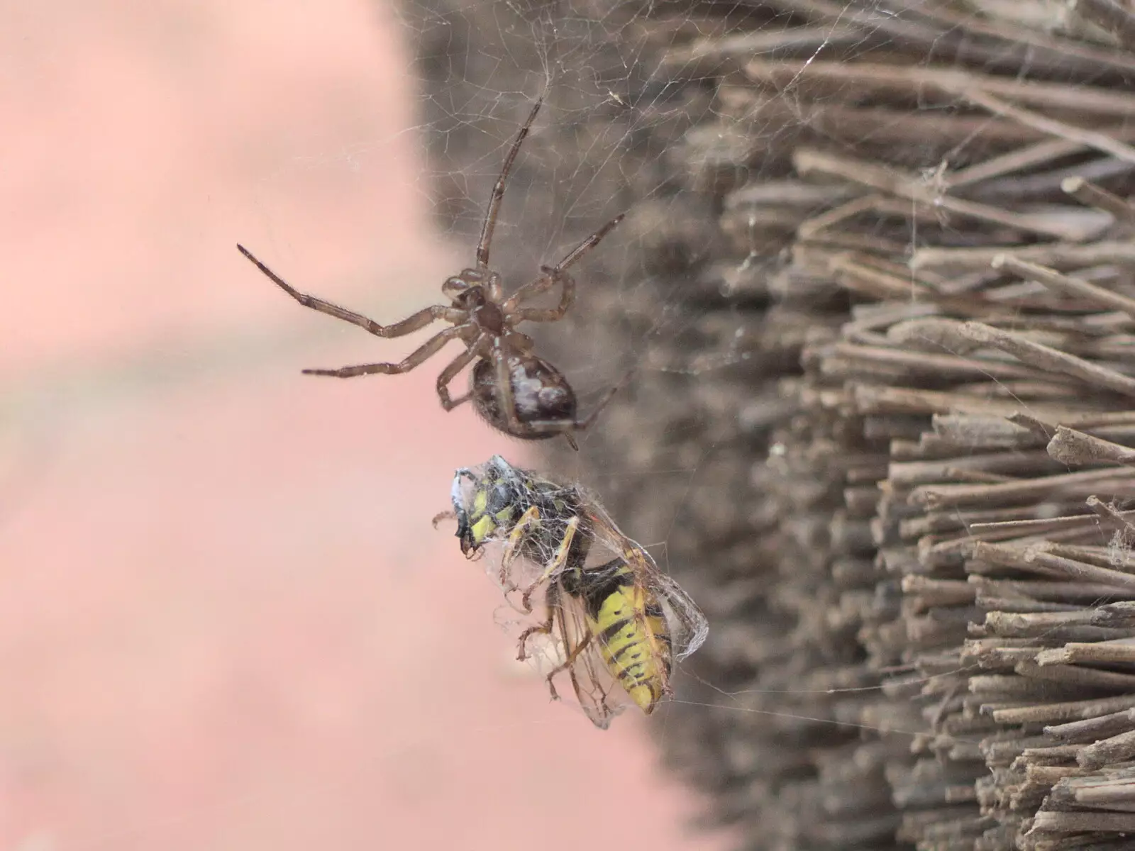 Battle of the predators: spider versus wasp, from A July Miscellany, Diss, Eye and Norwich - 23rd July 2022