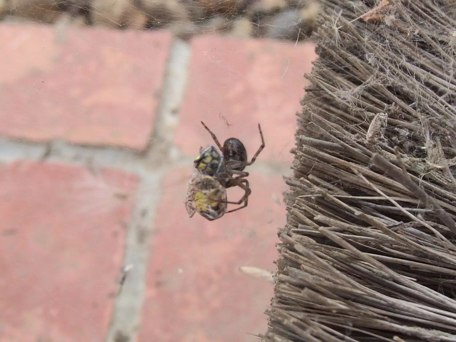 A spider wraps up its wasp victim, from A July Miscellany, Diss, Eye and Norwich - 23rd July 2022