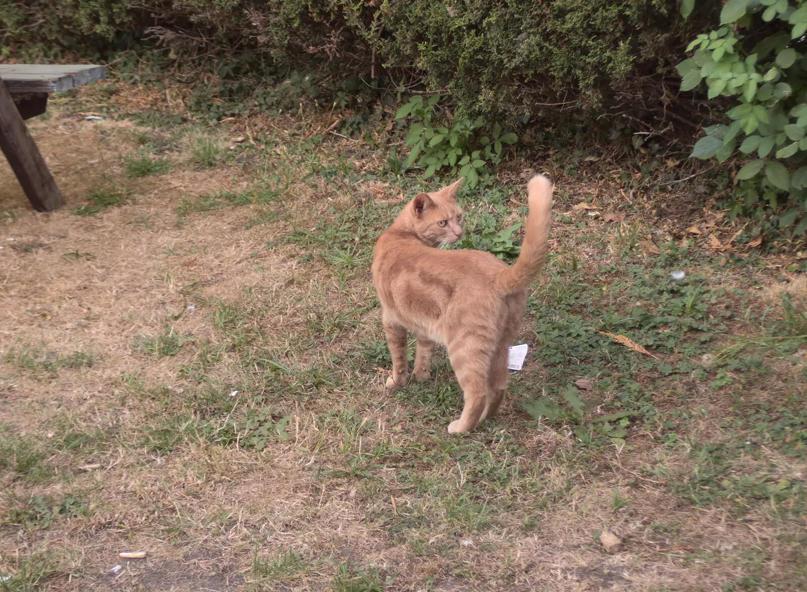 There's a big ginger cat in the beer garden, from Camping at Forest Park, Cromer, Norfolk - 12th August 2022