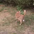 There's a big ginger cat in the beer garden, Camping at Forest Park, Cromer, Norfolk - 12th August 2022