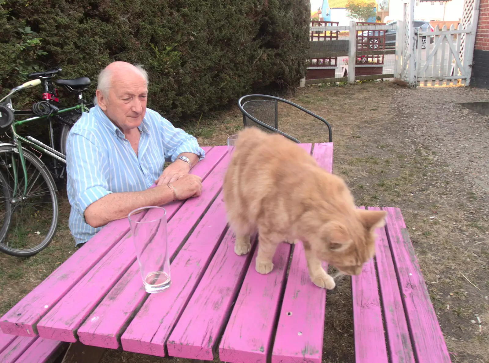 The ginger cat comes over for a stroke, from Camping at Forest Park, Cromer, Norfolk - 12th August 2022