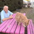 Camping at Forest Park, Cromer, Norfolk - 12th August 2022, The ginger cat comes over for a stroke