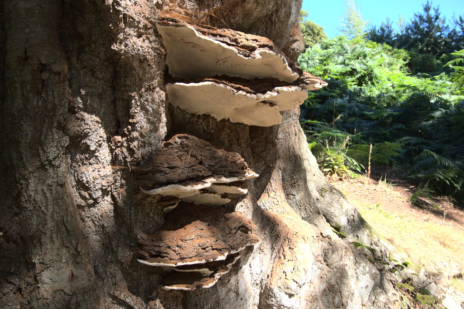 Cool bracket fungus on a tree from Camping at Forest Park, Cromer, Norfolk - 12th August 2022