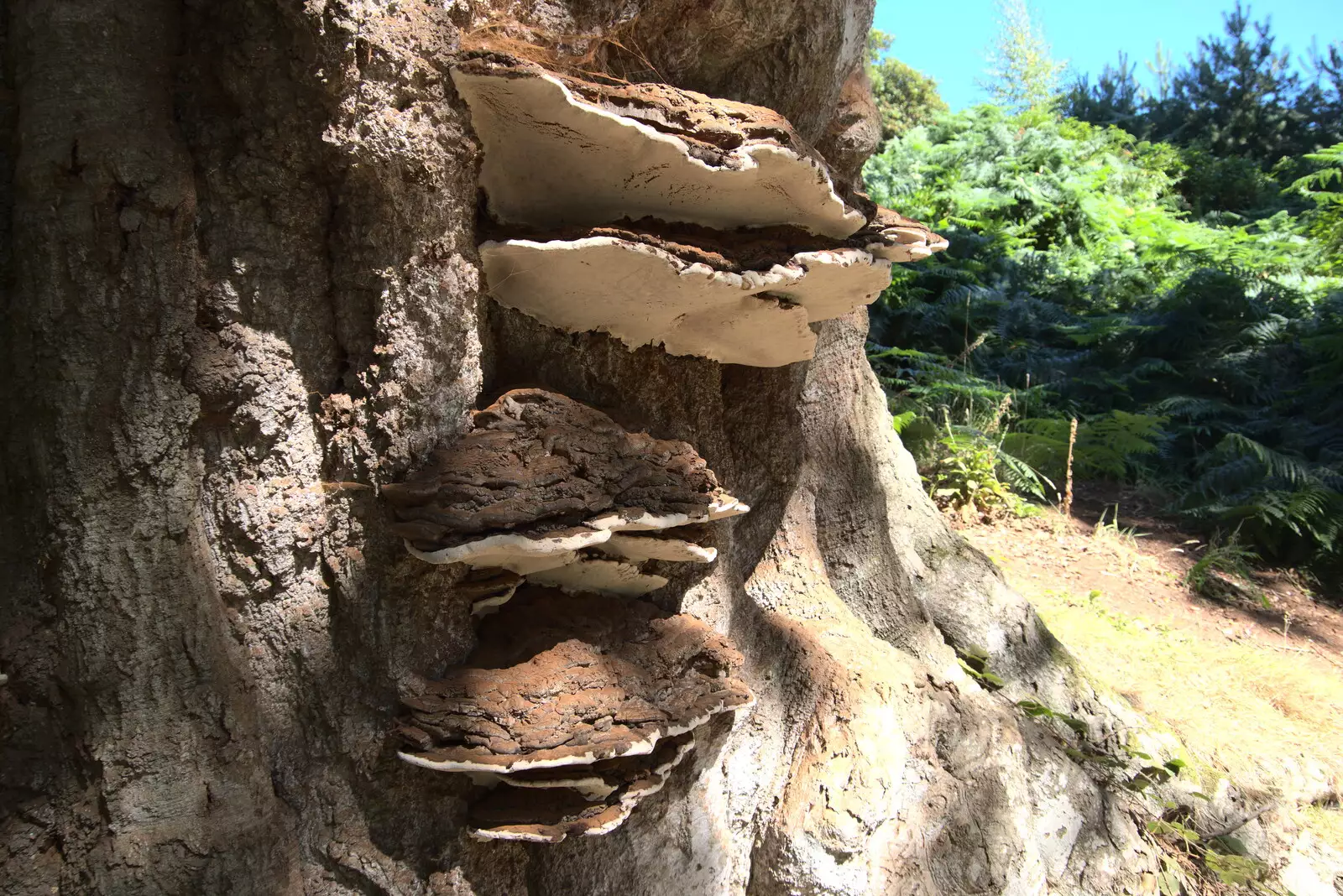 Cool bracket fungus on a tree, from Camping at Forest Park, Cromer, Norfolk - 12th August 2022