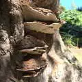 Cool bracket fungus on a tree, Camping at Forest Park, Cromer, Norfolk - 12th August 2022