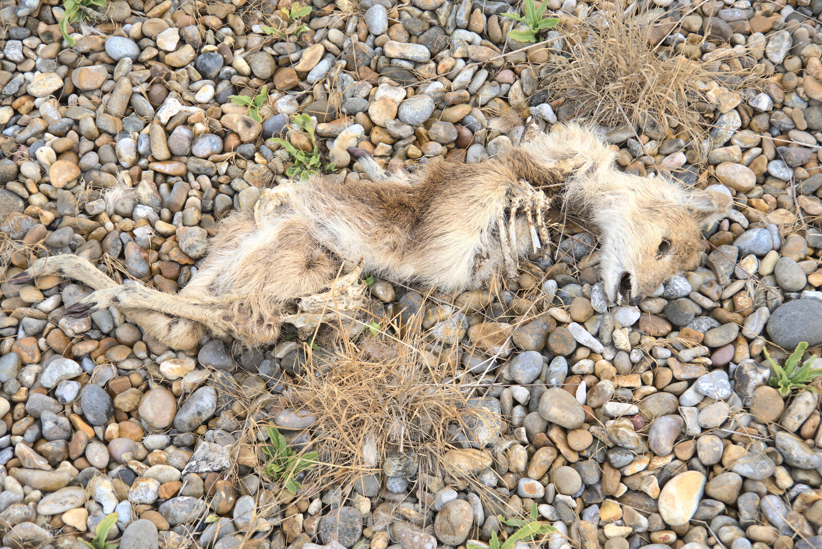 One of several dead tiny deer from A Trip to Orford Ness, Orford, Suffolk - 16th August 2022