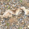 A Trip to Orford Ness, Orford, Suffolk - 16th August 2022, One of several dead tiny deer