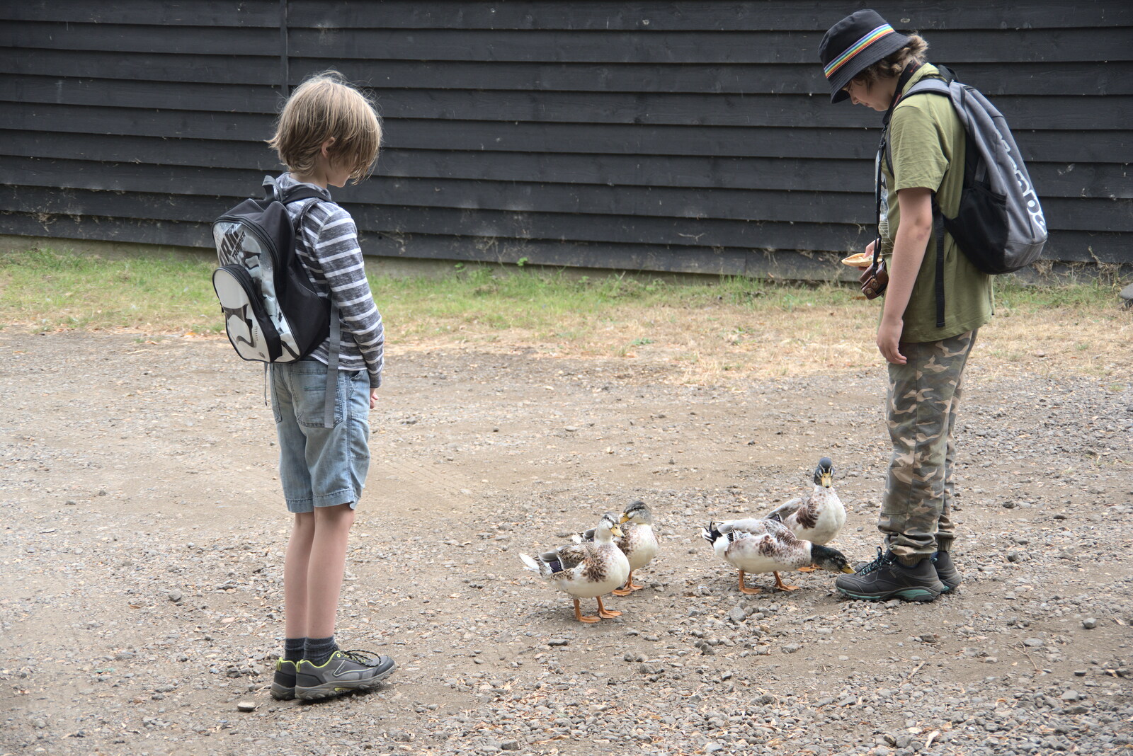 Ducks peck at Fred's shoes from A Trip to Orford Ness, Orford, Suffolk - 16th August 2022