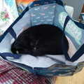 Art at The Bank, Eye, Suffolk - 17th August 2022, Lucy kitten's asleep in a carrier bag
