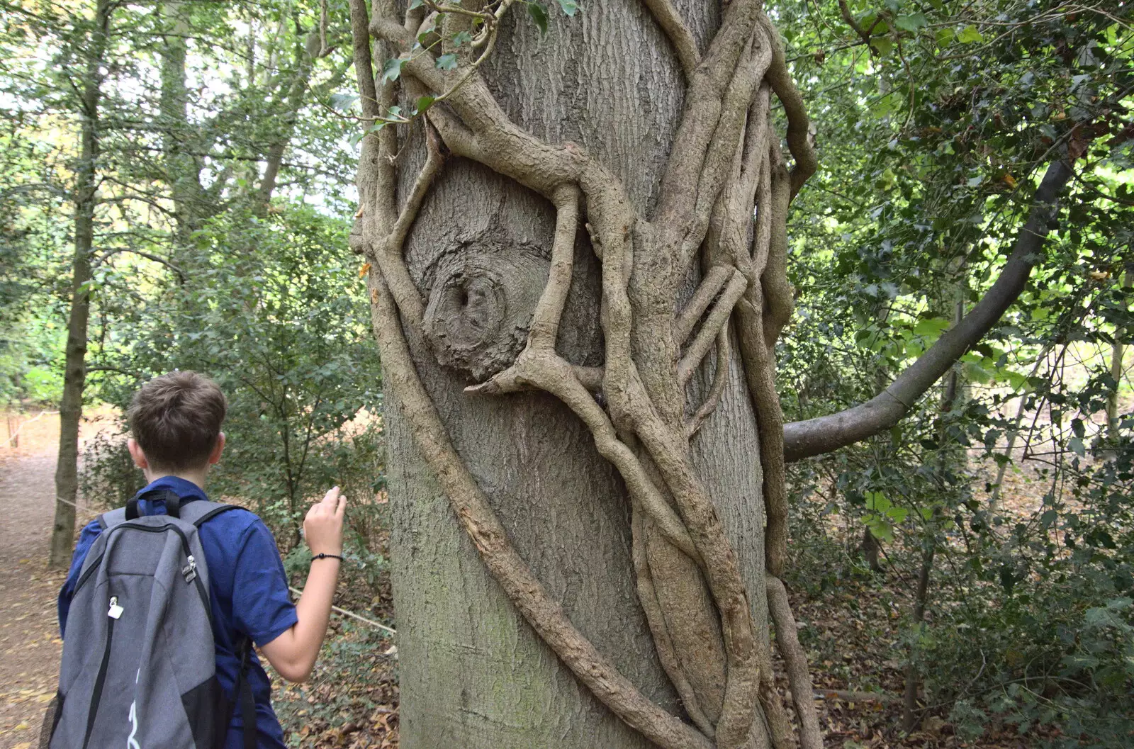 A tree is covered in mistletoe vines, from Anglesey Abbey and a #StandWithUkraine Demo, Cambridge - 24th August 2022