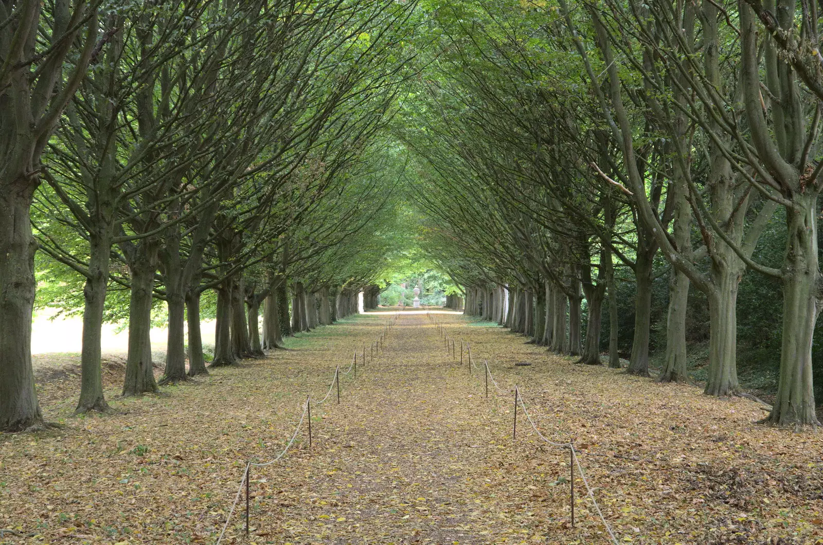 A wooded avenue, from Anglesey Abbey and a #StandWithUkraine Demo, Cambridge - 24th August 2022