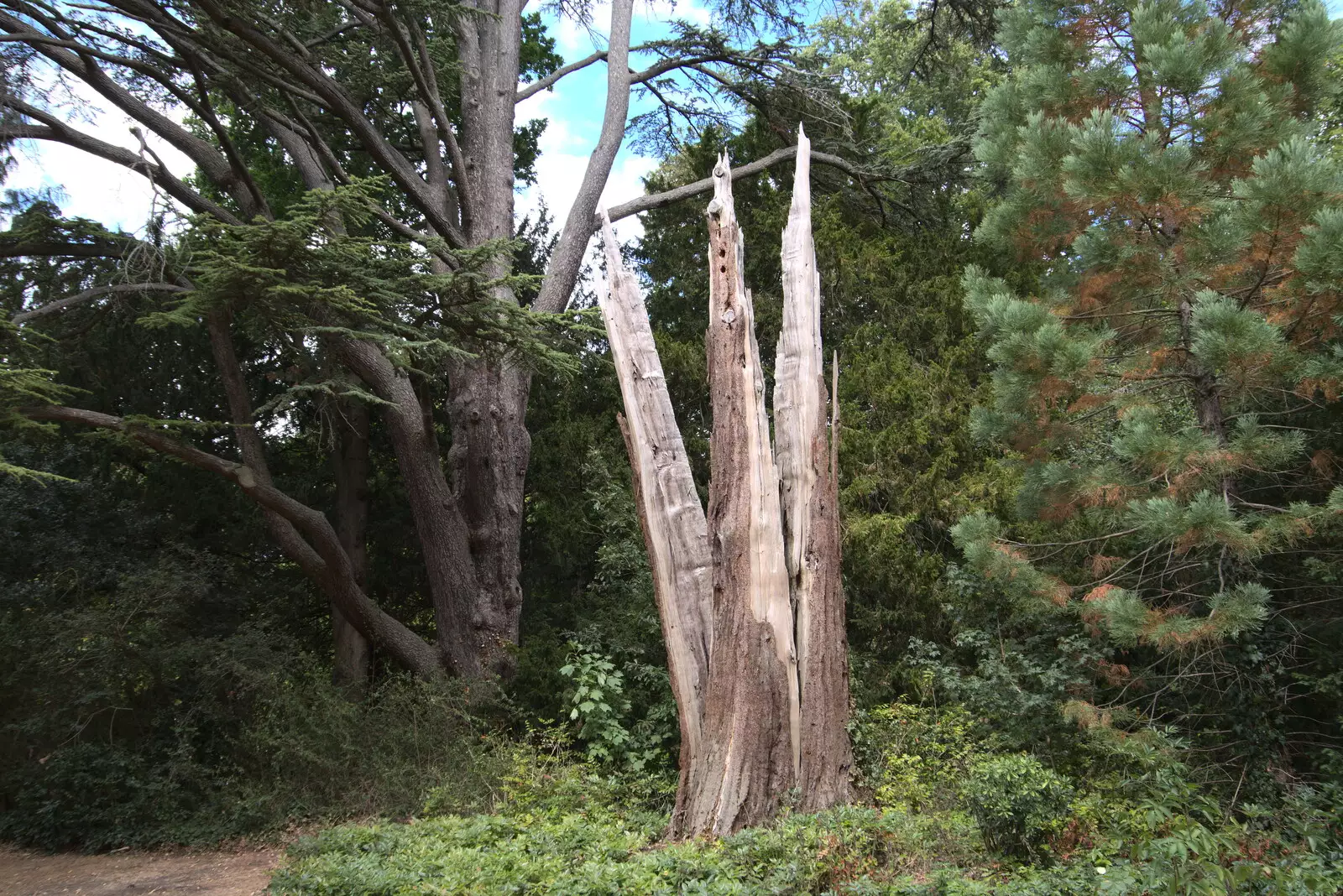 The remains of a Redwood, struck by lightning twice, from Anglesey Abbey and a #StandWithUkraine Demo, Cambridge - 24th August 2022