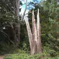 The remains of a Redwood, struck by lightning twice, Anglesey Abbey and a #StandWithUkraine Demo, Cambridge - 24th August 2022