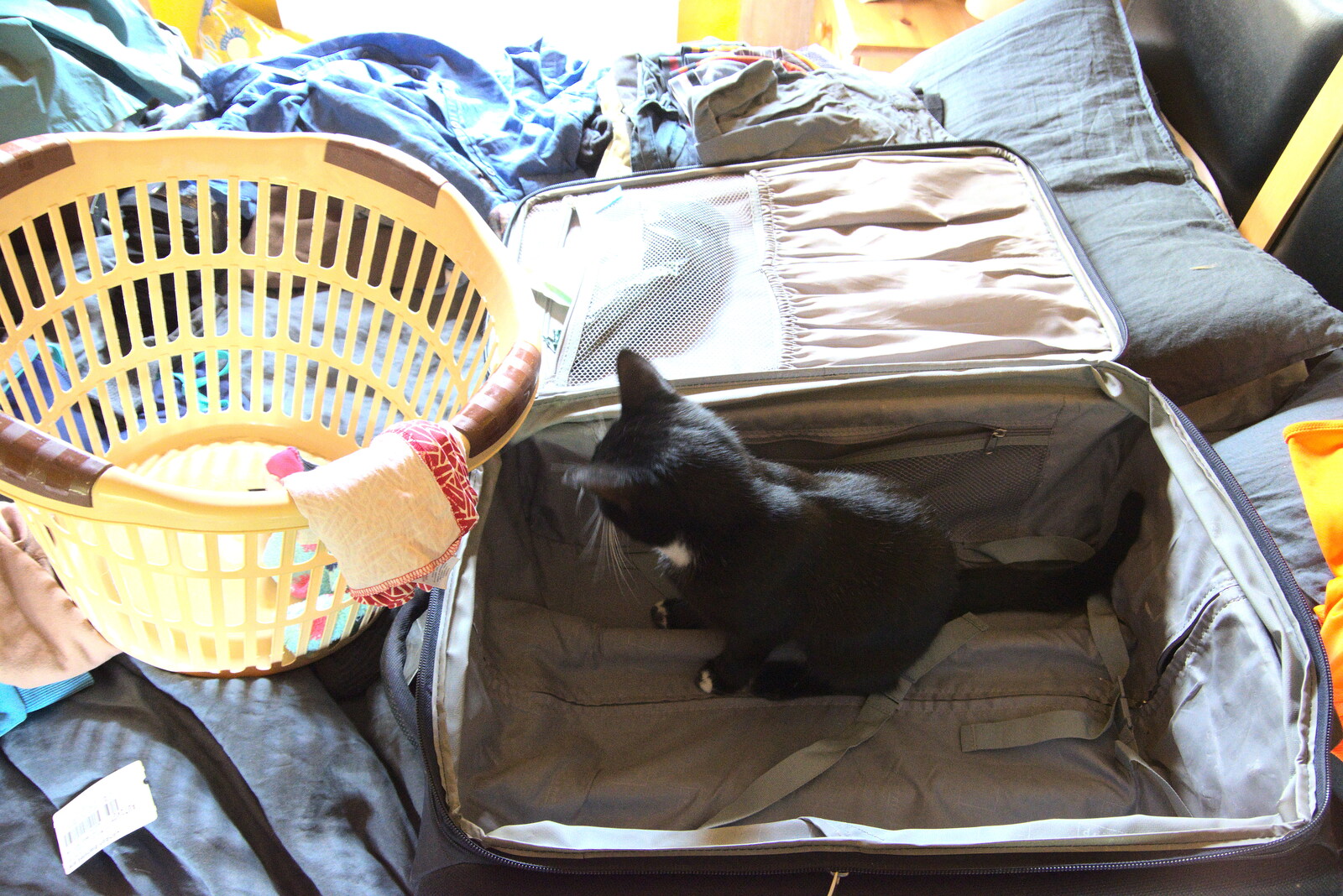 Lucy kitten wants to come too from The Flags of Arezzo, Tuscany, Italy - 28th August 2022