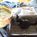 Lucy kitten wants to come too, The Flags of Arezzo, Tuscany, Italy - 28th August 2022