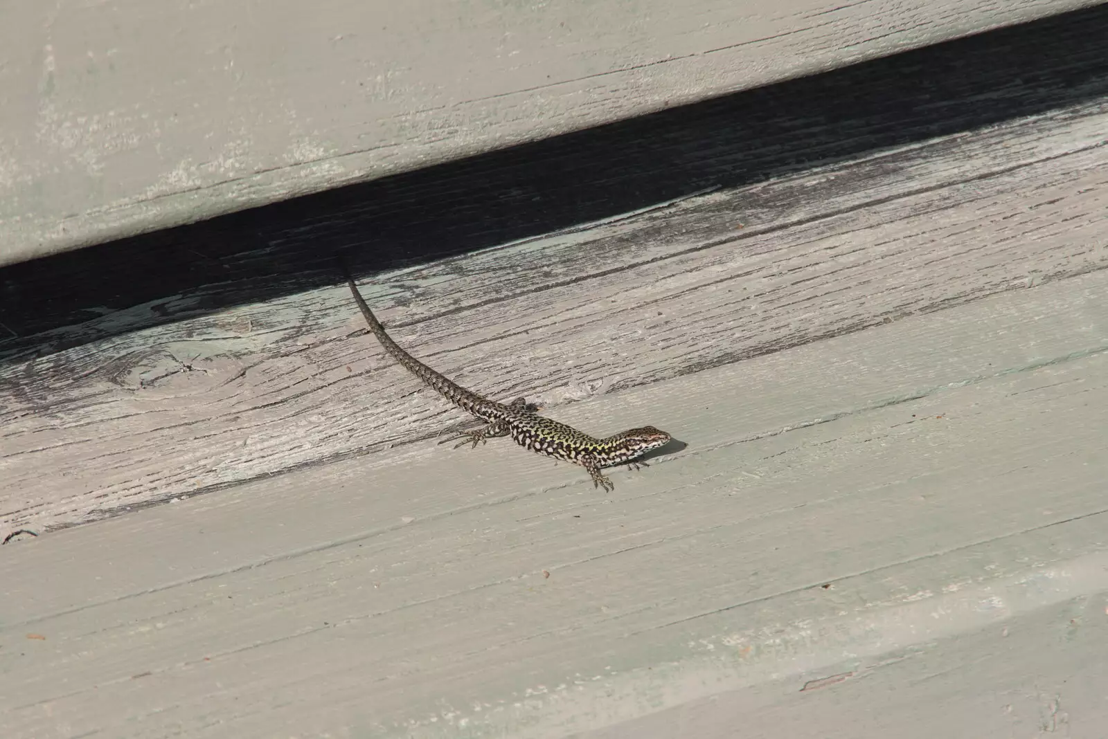 A cute little lizard scurries around, from The Flags of Arezzo, Tuscany, Italy - 28th August 2022