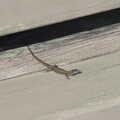 A cute little lizard scurries around, The Flags of Arezzo, Tuscany, Italy - 28th August 2022