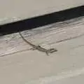 A cute little lizard scurries around, The Flags of Arezzo, Tuscany, Italy - 28th August 2022