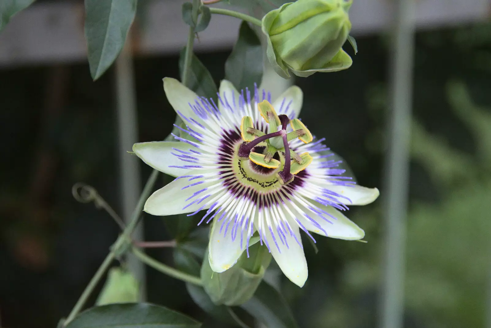 A nice flower, from The Flags of Arezzo, Tuscany, Italy - 28th August 2022