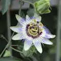 A nice flower, The Flags of Arezzo, Tuscany, Italy - 28th August 2022