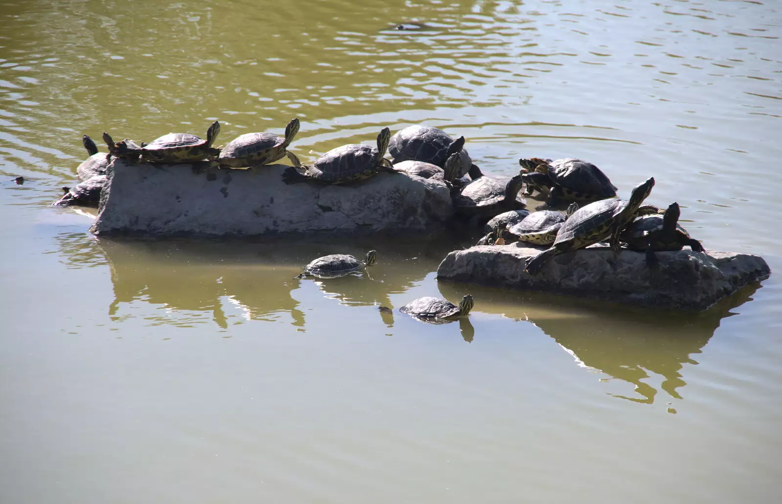 Terrapins sun themselves on a rock, from The Flags of Arezzo, Tuscany, Italy - 28th August 2022