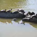 Terrapins sun themselves on a rock, The Flags of Arezzo, Tuscany, Italy - 28th August 2022