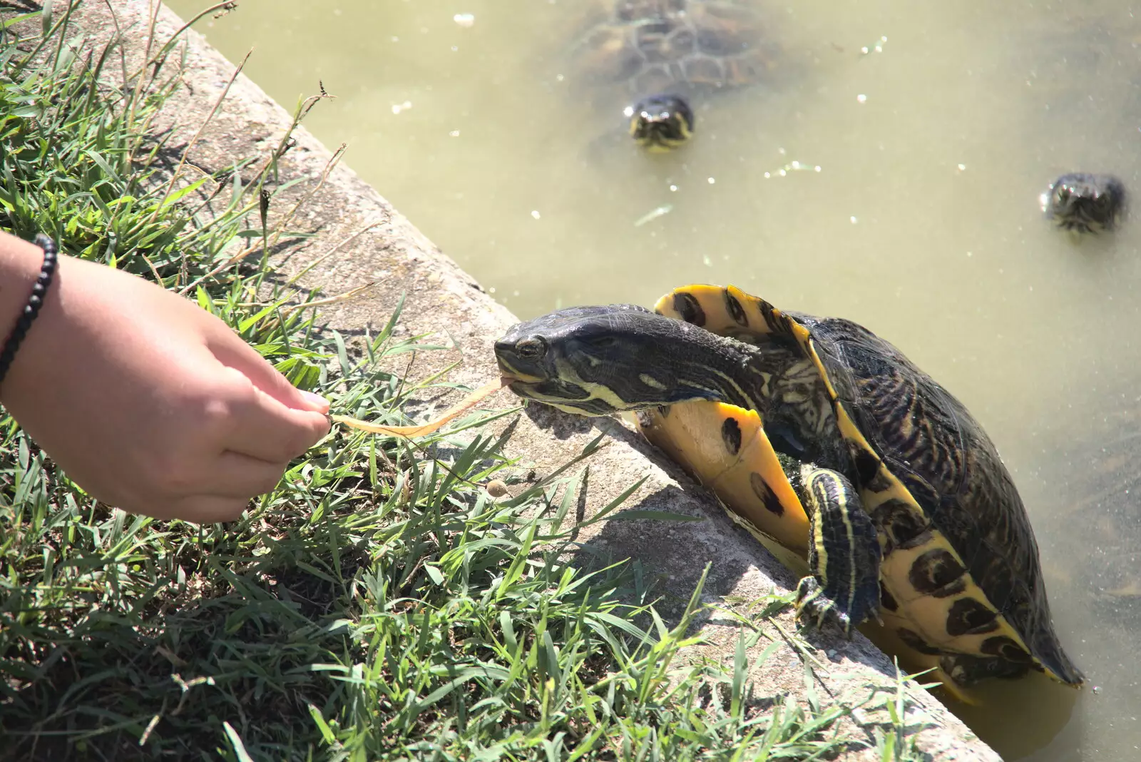 Fred feeds a terrapin, from The Flags of Arezzo, Tuscany, Italy - 28th August 2022