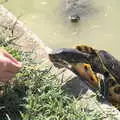 Fred feeds a terrapin, The Flags of Arezzo, Tuscany, Italy - 28th August 2022