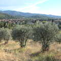 A Day by the Pool and a Festival Rehearsal, Arezzo, Italy - 3rd September 2022, There's an olive grove up the hill