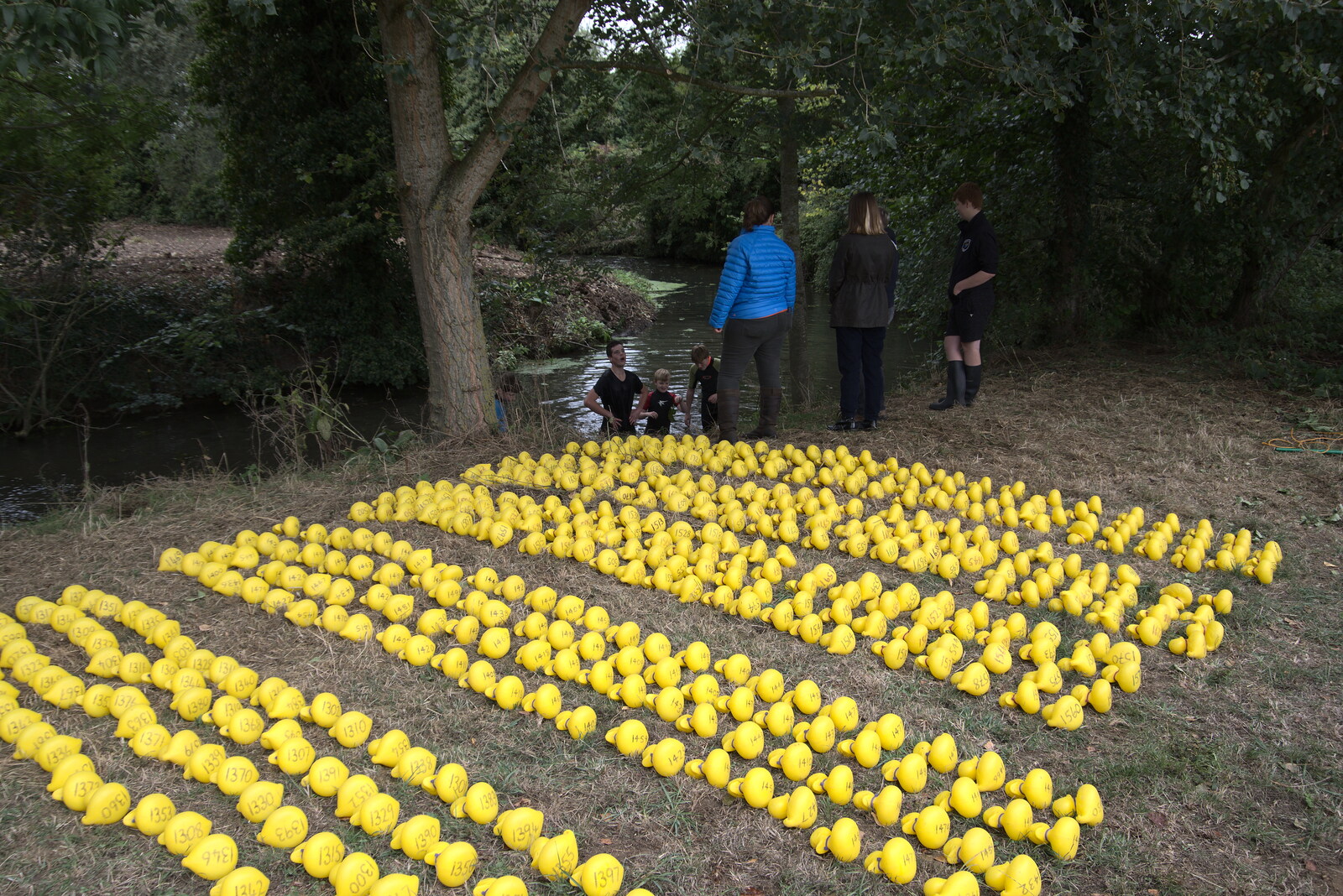 The ducks are all laid out in rows from Thrandeston History, and Scouts Duck Race, Eye, Suffolk - 24th September 2022