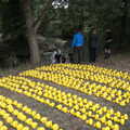 The ducks are all laid out in rows, Thrandeston History, and Scouts Duck Race, Eye, Suffolk - 24th September 2022