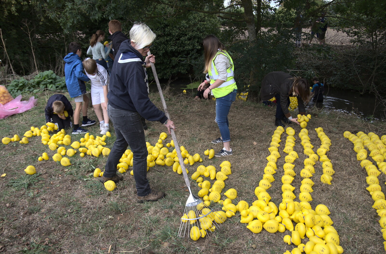 The ducks are scooped up and chucked in the river from Thrandeston History, and Scouts Duck Race, Eye, Suffolk - 24th September 2022