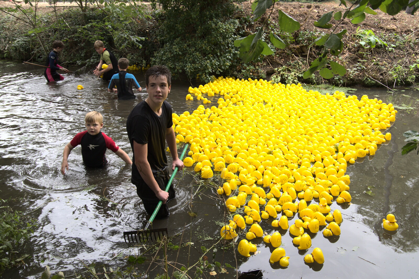The ducks are 'helped' up the river Dove from Thrandeston History, and Scouts Duck Race, Eye, Suffolk - 24th September 2022