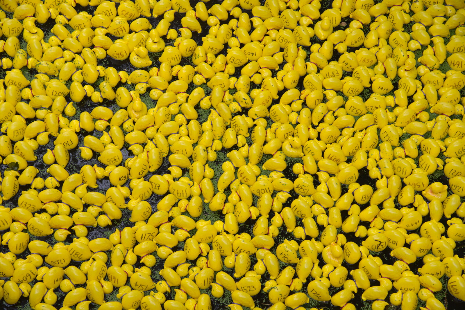 A sea of plastic ducks from Thrandeston History, and Scouts Duck Race, Eye, Suffolk - 24th September 2022