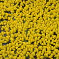 A sea of plastic ducks, Thrandeston History, and Scouts Duck Race, Eye, Suffolk - 24th September 2022