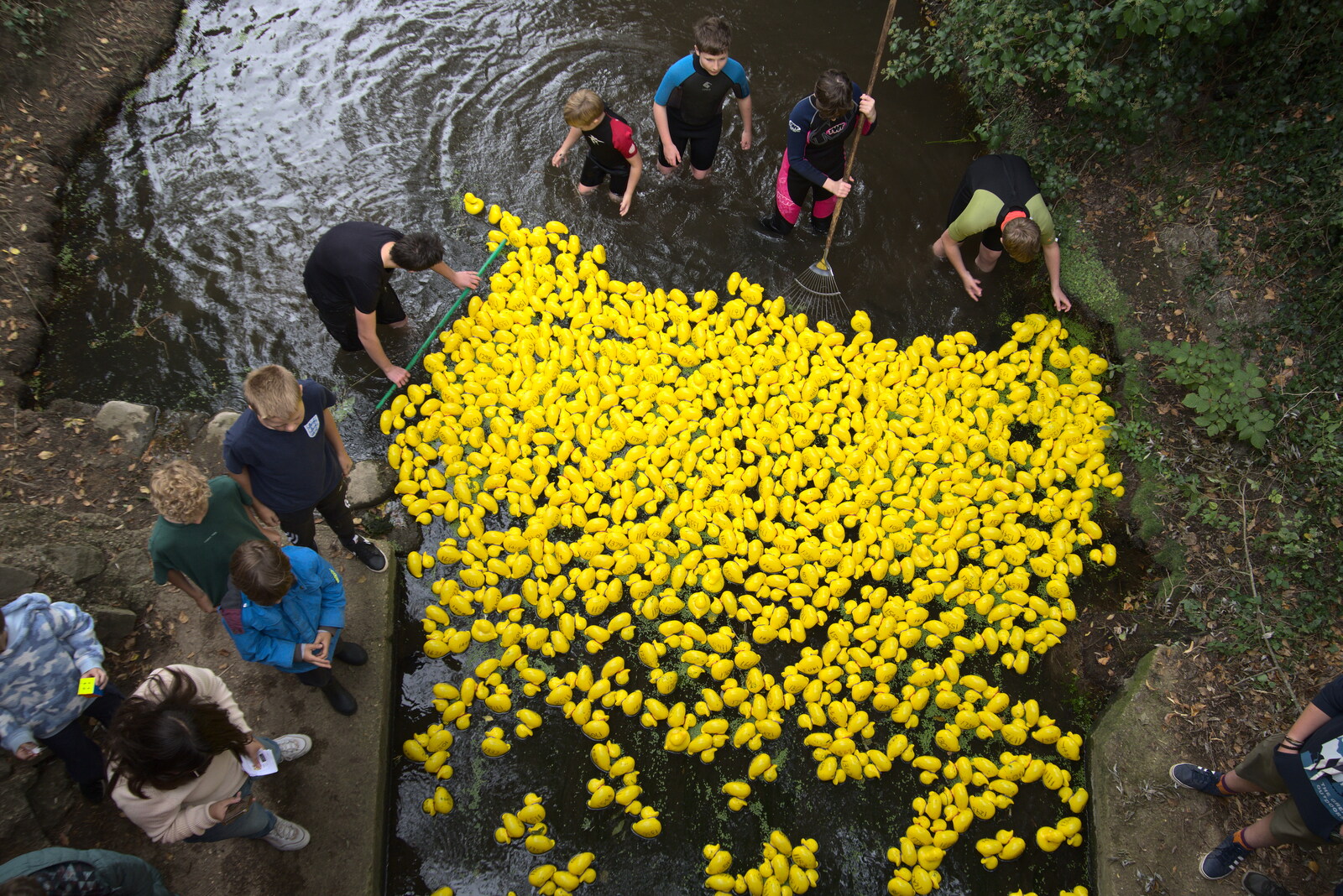 Plastic ducks cram into the channel under Abbey Bridge from Thrandeston History, and Scouts Duck Race, Eye, Suffolk - 24th September 2022