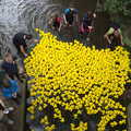 Plastic ducks cram into the channel under Abbey Bridge, Thrandeston History, and Scouts Duck Race, Eye, Suffolk - 24th September 2022