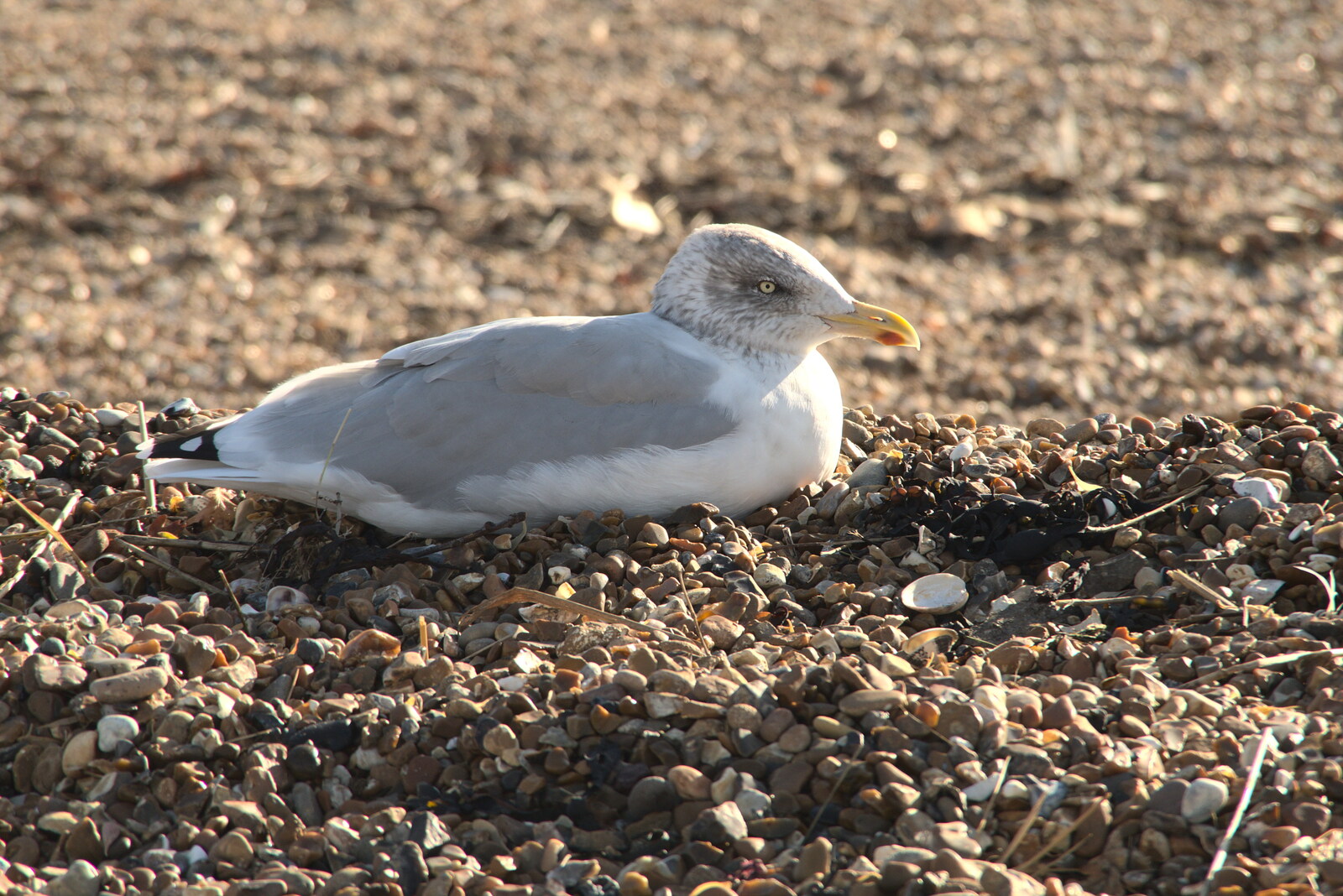 A Postcard from Felixstowe, Suffolk - 5th October 2022: A juvenile gull sits on the beach
