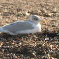 A juvenile gull sits on the beach, A Postcard from Felixstowe, Suffolk - 5th October 2022